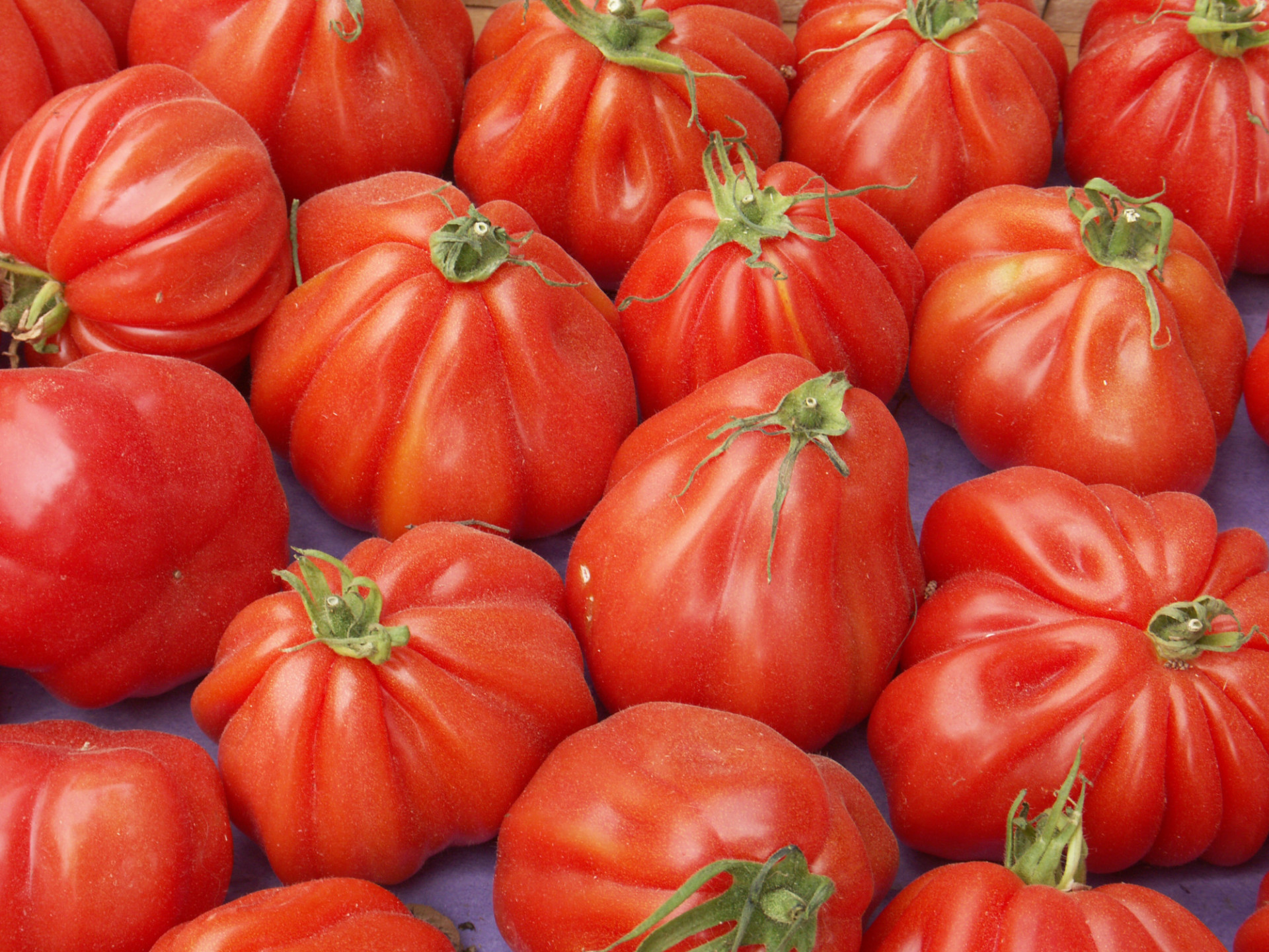 Tomate Cotelée type Ancienne Coeur de boeuf véritable